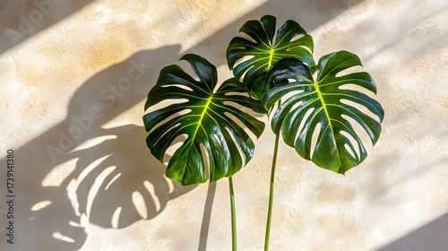 Three Monstera Deliciosa Leaves Against Beige Wall with Sunlight Shadows