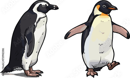 Illustrated penguins, African penguin, Emperor penguin, wildlife art, bird species, colorful feathers, nature, walking pose, animal illustration, zoology