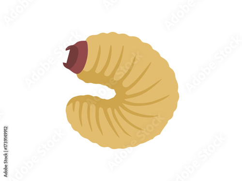 Sago Palm Worm or Coconut Worm