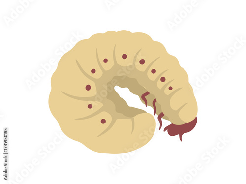 Maggot bsf Illustration
