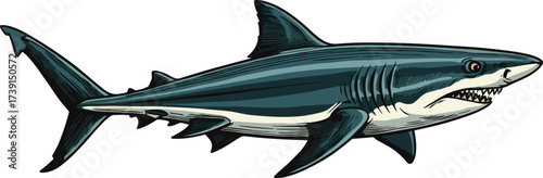 Shark illustration, ocean predator, marine animal, underwater wildlife, blue shark, dorsal fin, aquatic creature, sea life, realistic drawing, fish anatomy