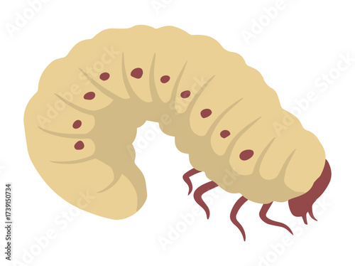 Sago Palm Worm or Coconut Worm