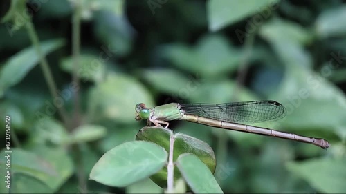 Macro Video of Damselfly Chewing on Leaf with Blurred Green Background and Gentle Wind