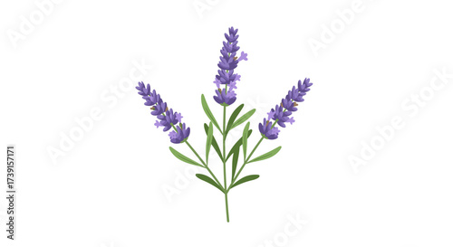 Realistic lavender bunch with green stems on white background