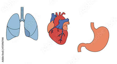Anatomical illustrations of lungs, heart, and stomach in flat design  