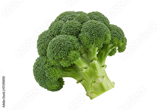 Isolated fresh green broccoli floret ready for cooking, full of nutritious vitamins