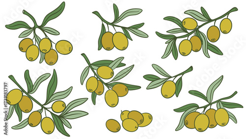 Hand drawn olive branches with fruits set. Green ripe olives for extra virgin oil. Olive twigs clip art, vector elements