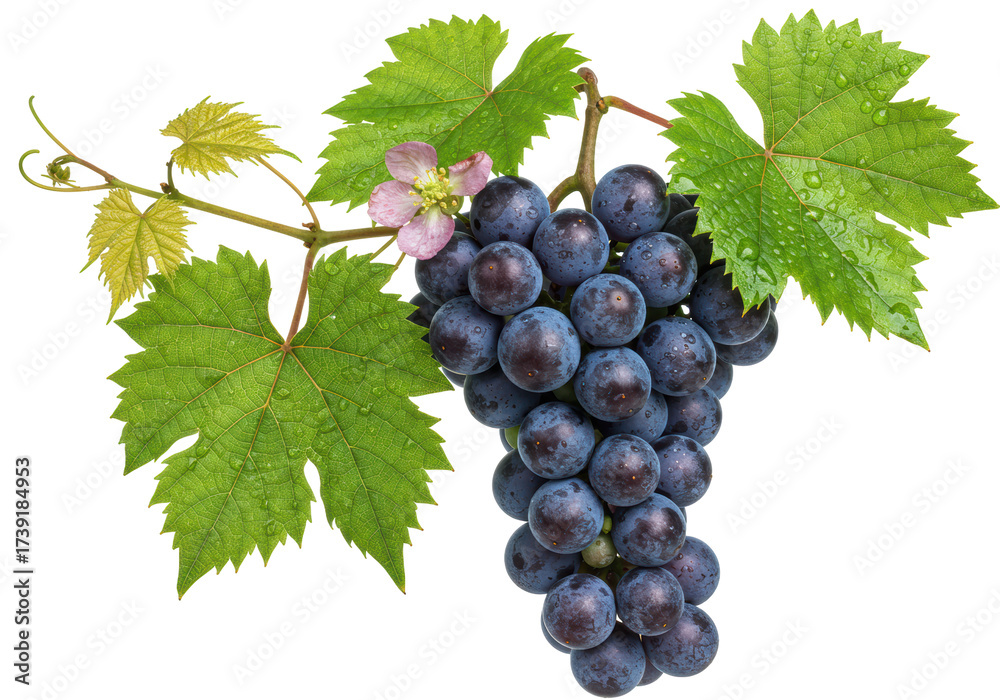 Obraz premium Isolated bunch of dark blue grapes on vine with green leaves, just after flowering, plant health