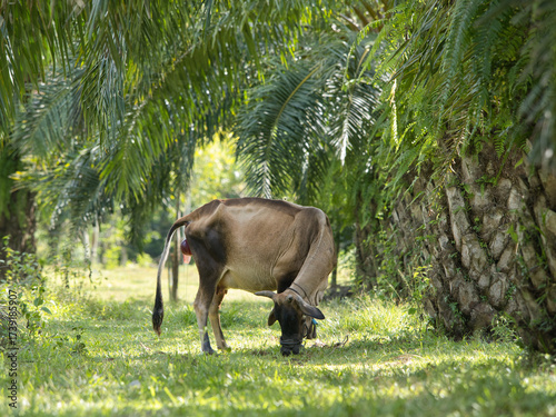 Cows will give birth naturally in oil palm plantations.