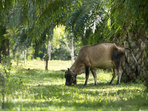 Cows will give birth naturally in oil palm plantations.
