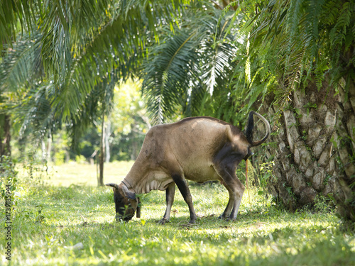 Cows will give birth naturally in oil palm plantations.