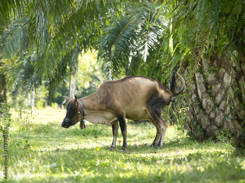 Cows will give birth naturally in oil palm plantations.