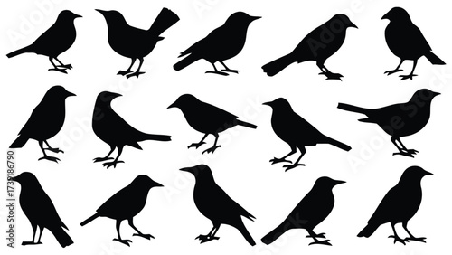 Vector silhouette collection of various bird poses scalable illustration for diverse design applications eps silhouette vector illustration white background
