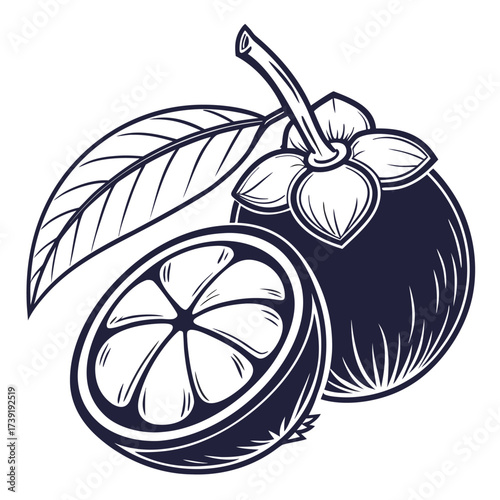 mangosteen vector
