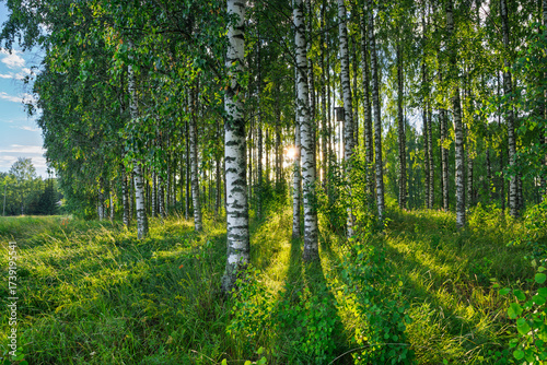 Bright Nordic birch forest in summer sunlight. Long shadows, lush greenery, and vibrant fresh leaves create an inviting, peaceful atmosphere in pristine nature.