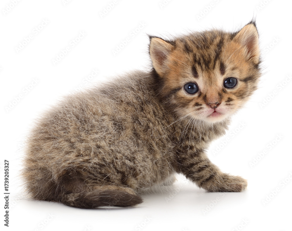 Obraz premium Cute tabby kitten isolated on white background