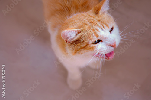Close up portrait of a ginger and white domestic cat meowing indoors. Showing whiskers, open mouth and expressive face. Perfect image for pet, feline and home lifestyle concepts. Selective focus.