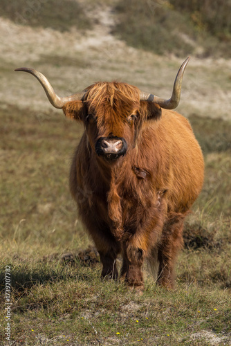 Highland cow or Highlander in a nature setting at the dunes of the Netherlands