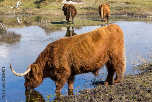 Highland cow or Highlander in a nature setting at the dunes of the Netherlands