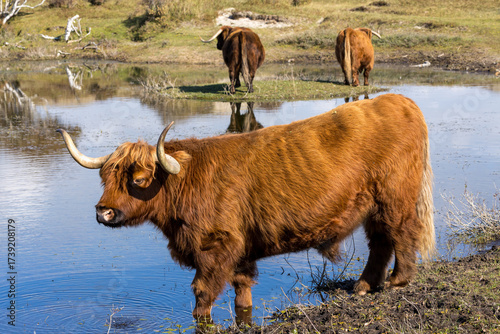 Highland cow or Highlander in a nature setting at the dunes of the Netherlands