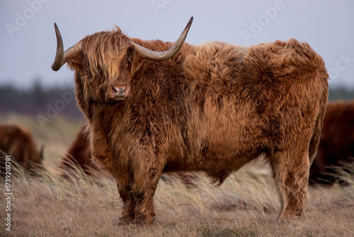 Highland cow or Highlander in a nature setting at the dunes of the Netherlands