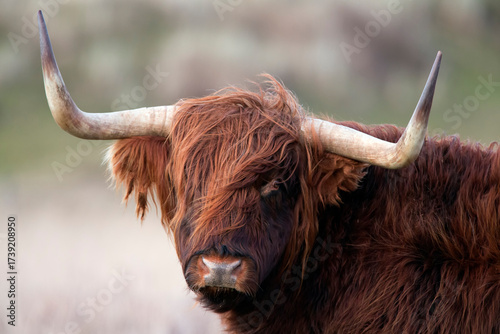 Highland cow or Highlander in a nature setting at the dunes of the Netherlands
