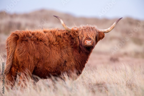 Highland cow or Highlander in a nature setting at the dunes of the Netherlands