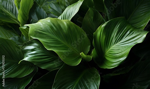 Wallpaper Mural  large green Spathiphyllum leaves, creating an abstract, textured background Torontodigital.ca