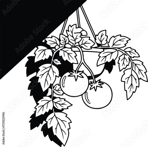 Vector silhouette tomato plant hanging with tomatoes illustration