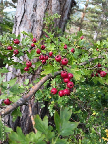 Crataegus monogyna, eingriffeliger Weißdorn, Früchte im Herbst