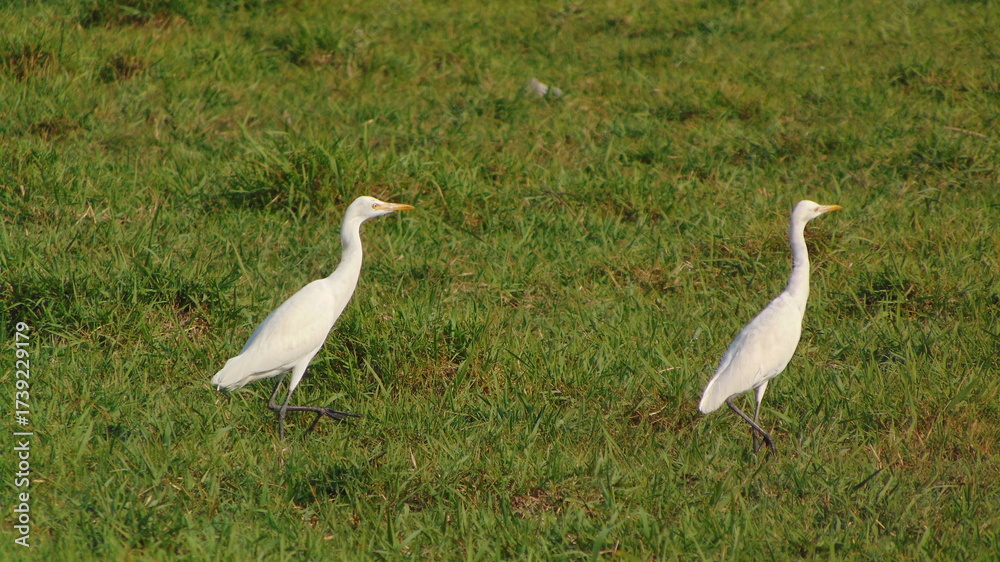 Obraz premium Laridae in the swamp 