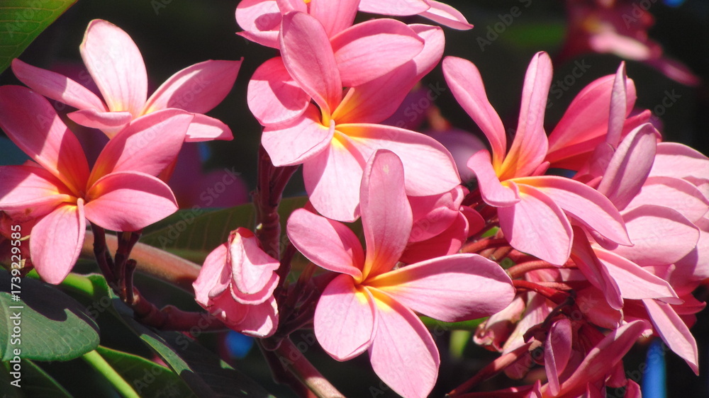 Fototapeta premium pink and yellow frangipani, plumeria flowers 
