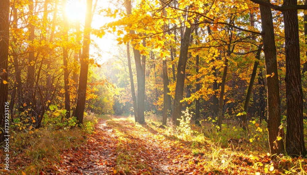Obraz premium Sun shines through a forest in autumn, illuminating a leaf-strewn path. Trees display vibrant fall colors.