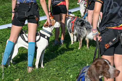 Fotografie canicross course chien sport courir