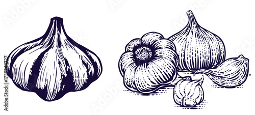 Hand drawn garlic bulb and vegetable slices