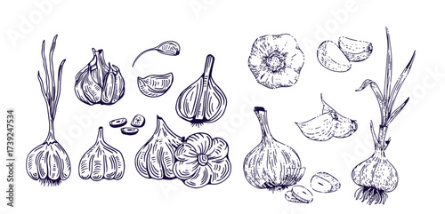 Hand drawn garlic bulb and vegetable slices