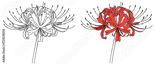 彼岸花（曼珠沙華）の線画とカラーイラスト,秋の花,リコリス,ボタニカル