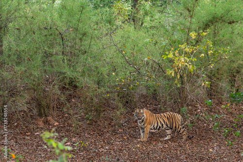wild female bengal tiger panthera tigris tigress on territory stroll walking posing eye contact green bamboo trees background in safari at bandhavgarh national park forest reserve madhya pradesh india
