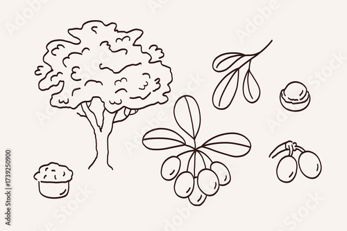 Shea butter sketch with tree, branch, fruit, seeds, and oil. Hand drawn botanical illustration of the plant for cosmetics, food, medicine. Doodle with Vitellaria paradoxa. Vector isolated graphic 