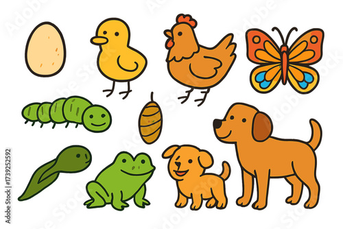 Animal Growth Stages. Animal growth. Colorful Hand-drawn doodle Children illustration animal growth egg, chick, chicken, caterpillar, cocoon, butterfly,