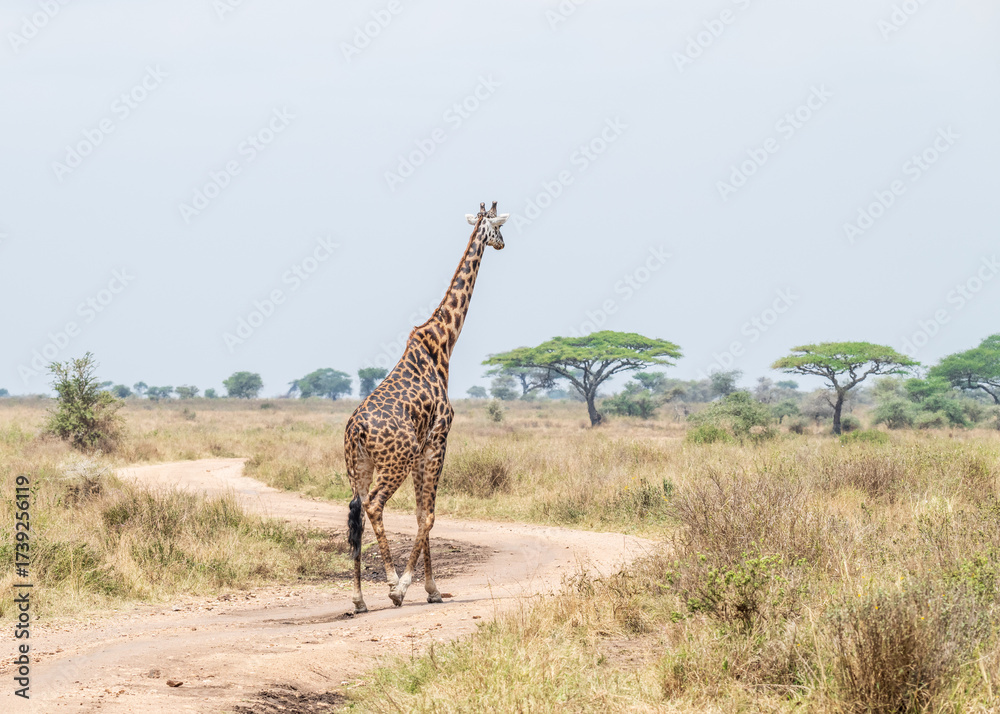 Obraz premium A single Giraffe walks down a dirt track in the Serengeti National Park, Tanzania, Africa