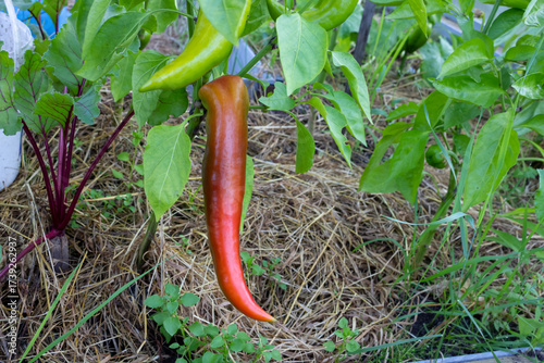 Long red peppers grow in a village greenhouse