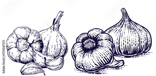 Hand drawn garlic bulb and vegetable slices