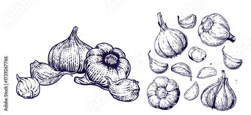 Hand drawn garlic bulb and vegetable slices