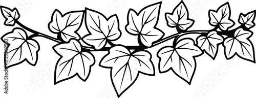 Vector silhouette ivy branch with leaves foliage border illustration