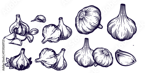 Hand drawn garlic bulb and vegetable slices