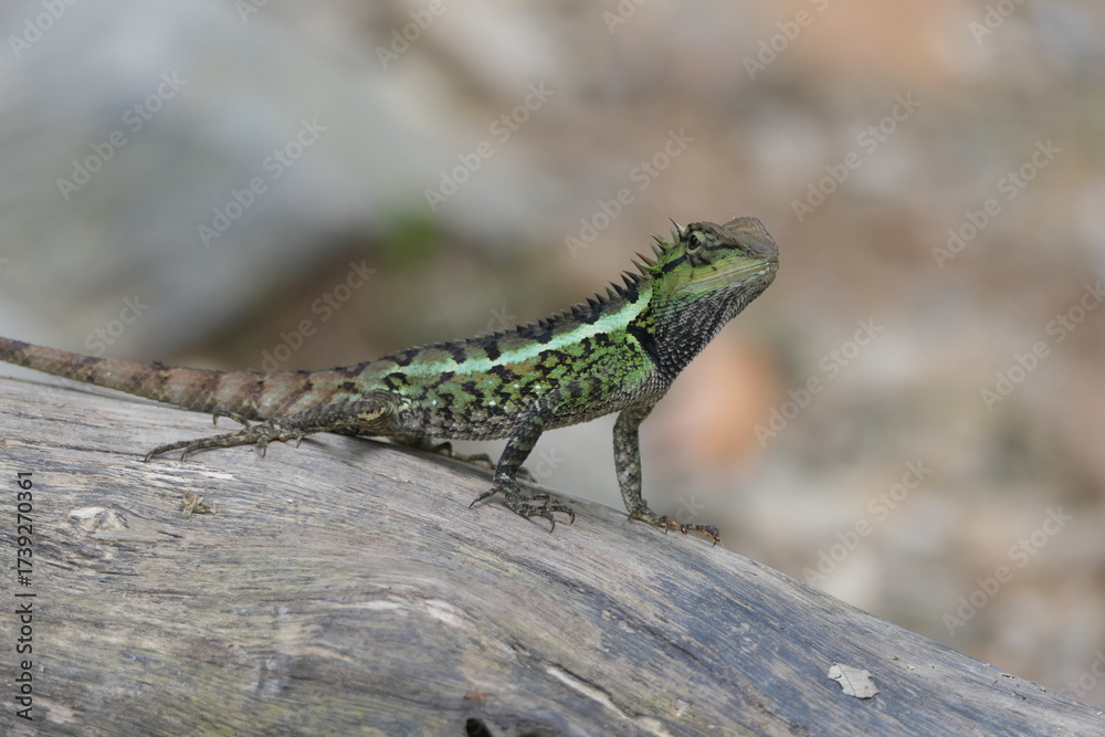 Fototapeta premium lizard on a branch