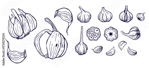 Hand drawn garlic bulb and vegetable slices