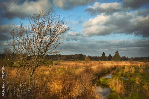 Spätsommer im Moor