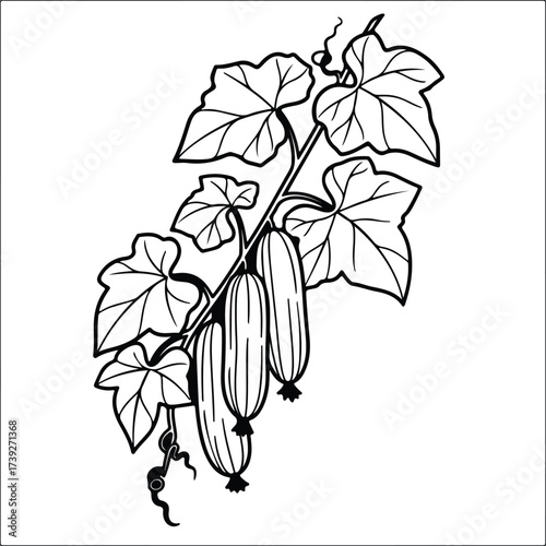 Vector silhouette sponge gourd hanging on branch with leaves illustration